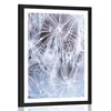Plakat s paspartujem makro regratova lučka - 30x45 white