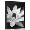 Plakat črnobel lokvanj - 30x45 white
