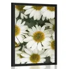 Plakat zdravilni cvetovi kamilice - 30x45 white