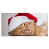 tulup.si Steklena slika Cat Cap Santa Claus 120x60 cm