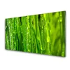 tulup.si Slika na steklu Grass nature rastlin 100x50 cm 2 obešalnika