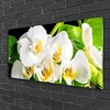 tulup.si Slika na steklu Orhideje narava 100x50 cm 2 obešalnika
