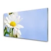 tulup.si Slika na akrilnem steklu Daisy rastlin narava 140x70 cm 2 obešalnika