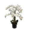 Umetna orhideja bela 80 cm Lia real touch - bela - 76 do 100 cm - 31 do 50 cm
