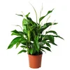 SPATHIPHYLLUM Lončnica, spatifil, 24 cm
