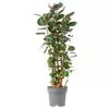 POLYSCIAS Biljka u saksiji, aralija/raznovrsno, 24 cm