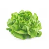 SALATA ZELENA
