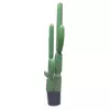 KAKTUS V LONCU V145cm