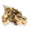 Stabiliziran evkaliptus - Populus - Golden