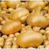 Čebulček, holandski, rumen, 500 g