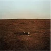 Fink - The City Is Coming To Erase It All (Gatefold) (LP)
