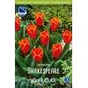 Čebulice tulipan Shakespeare, 10 kosov