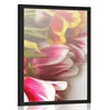 Plakat šopek barvitih tulipanov - 20x30 black