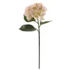 Shishi Hortenzija rumeno-roza 70 cm