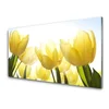 tulup.si Slika na akrilnem steklu Tulipani flowers rays 100x50 cm 4 obešalnika