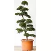 ILEX CRENATA GLORIE GEM, JAPONSKA BODIKA, BONSAI