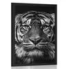 Plakat tiger v črnobeli varianti - 60x90 no frame
