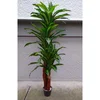 Lilium stablo dracena 1x3 170cm 137618