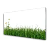 tulup.si Slika na akrilnem steklu Grass nature rastlin 140x70 cm 4 obešalnika