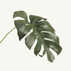Umetna monstera veja 55cm - zelena