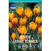 Čebulice krokus Orange monarch, 15 kosov