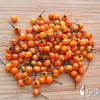 Aji Charapita – Sjemenke chili papričica