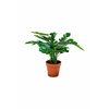 House Nordic  Umetna rastlina v loncu  Monstera