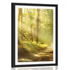Plakat s paspartujem sončni žarki v gozdu - 60x90 no frame