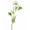 Cvet ELDER 1183181/3 - White - EDL