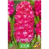 Čebulice Hijacinta Jan Bos rdeča, 3 kosi