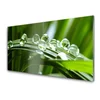 tulup.si Slika na steklu Rastlin trava dew drops 125x50 cm 4 obešalnika