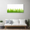 tulup.si Slika na steklu Grass nature rastlin 100x50 cm 2 obešalnika