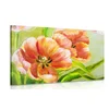 Fototapeta rdeči tulipani v vintage izvedbi - 40x30