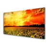 tulup.si Slika na akrilnem steklu Sončnice travnik flowers 120x60 cm 4 obešalnika