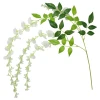 ginger ray glicinija white