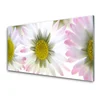 tulup.si Slika na akrilnem steklu Daisy rastlin narava 140x70 cm 2 obešalnika