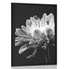 Plakat črnobela marjetica - 30x45 no frame
