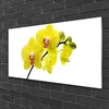 tulup.si Slika na akrilnem steklu Cvetovi rastlin narava 100x50 cm 4 obešalnika