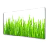 tulup.si Slika na steklu Grass nature rastlin 100x50 cm 2 obešalnika
