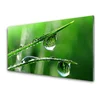 tulup.si Slika na akrilnem steklu Grass dew drops 140x70 cm 2 obešalnika