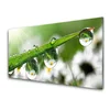 tulup.si Slika na akrilnem steklu Grass nature dew drops 100x50 cm 4 obešalnika
