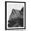 Plakat s paspartujem očarljiv list monstere v črnobeli varianti - 40x60 white