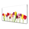tulup.si Slika na akrilnem steklu Tulipani cvetovi rastlin 120x60 cm 4 obešalnika