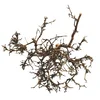 Lucky Reptile Desert Bushes Naravno pribl. 25-40 cm
