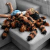 Velika plišana tarantula