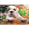 Puzzle Buldog Educa 500 delov od 11 leta