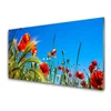 tulup.si Slika na akrilnem steklu Mak grass polje 100x50 cm 2 obešalnika