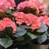 Hortenzija pink veštačka u saksiji h40xd35cm dsy 8