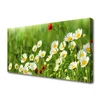 tulup.si Slika na platnu Daisy rastlin narava 120x60 cm
