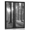 Plakat sončno jutro v gozdu v črnobeli varianti - 30x45 no frame